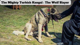 Killer Kangal: The Wolf Slayer #kangal #kangaldog #kangaldogs