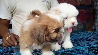 So Cute Adorable Lhasa Apso Puppy For Sale At Galiff Street l Cheapest Pet Market Of India