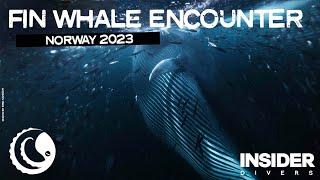 Fin Whale Encounter underwater - Divers encounter 7 Fin Whales in Norway