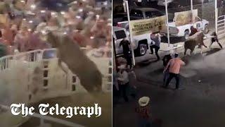 Moment rampaging bull jumps rodeo fence injuring spectators