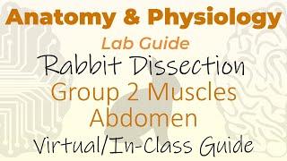 Rabbit Dissection - Group 2 Muscles - Abdomen