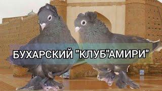 БУХАРСКИЙ "КЛУБ"АМИРИ" БУХАРСКИЕ ГОЛУБИ,BUKHARA "CLUB"AMIRI" BUKHARA PIGEONS!!!2022г