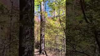 #hiking #trending #animals #bear #shortvideo #shortvideos #shorts #viralvideo #vlog