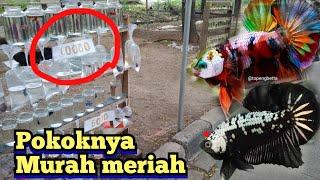 Nggak nyangka masih banyak yang jualan ikan Cupang