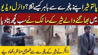 Exclusive Video From Cage of Escaped Lion in Lahore | Neo Digital