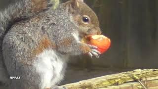 Squirrel eating apple