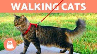 How to WALK a CAT on a LEASH ‍️ (5 Tips)