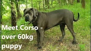 Cane Corso Blue #5