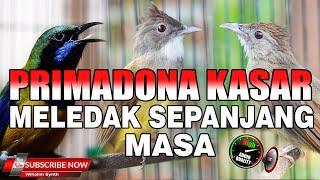 MASTERAN MURAI BATU SPESIAL PRIMADONA KASAR SEPANJANG MASA MELEDAK CUNGKOK VS KATEM VS CUCAK JENGGOT