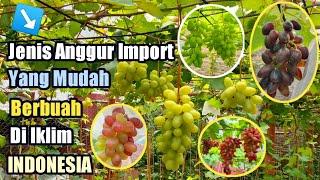 Jenis Jenis Anggur Import Yang Sangat Mudah Sekali Berbuah Di Indonesia Raya‼️️