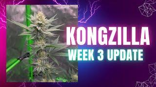 Week 3 Of Flower Update Ep#7 How to Grow One Massive KONGZILLA in a @VIVOSUN 4x4 Pro Kit