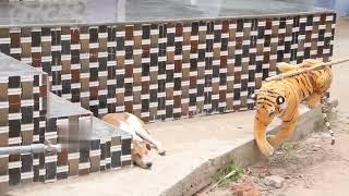 Troll Prank 2023 Dog Funny & fake Lion and Fake Tiger Prank To Dog & Tiger vs Dog Prank to dog 2023