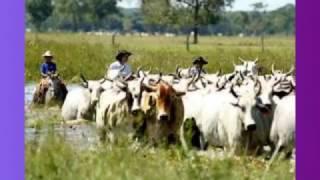 MUSICAS CAIPIRA   RAÍZES SERTANEJAS   COISAS DA ROÇA