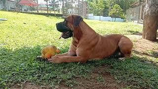 ZDB KENNEL BOERBOEL