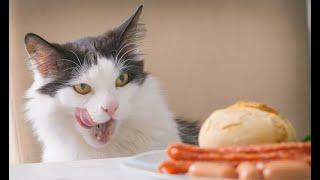  Ну, бутерброд, берегись!  Смешное видео с котами и котятами для хорошего настроения! 