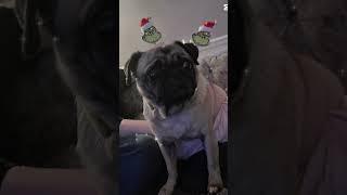 My pug #puglife #cute #dog #pug #trending #funny