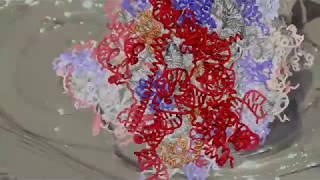 Ribosome: the "most sophisticated machine ever made"