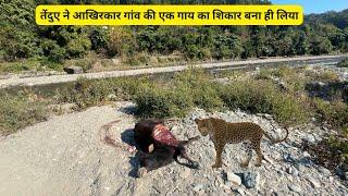 तेंदुए ने आखिरकार गांव की एक गाय का शिकार बना ही लिया #leopard #jimcorbett