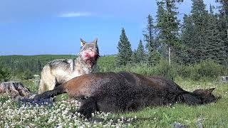 The Last Ride of the Alberta Wild Horse