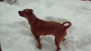 Scrappy Doo Playing In The Snow!