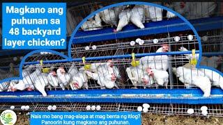 Magkano ang puhunan sa 48 backyard layer chicken? Alagang manok sa tabi ng bahay!