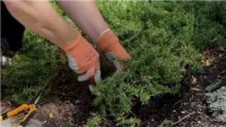 Garden Tips : How to Transplant Phlox Flowers