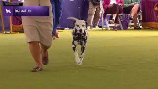 Dalmatians | Breed Judging 2024