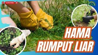 CARA AMPUH MENGENDALIKAN RUMPUT LIAR