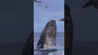 blue whale  shark fish #shortvideo