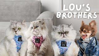 Lou's FUNNIEST Cat Videos (Meet her Three Brothers)