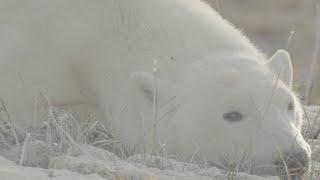 FEMALE HEROES OF POLAR BEAR CONSERVATION: the work of Dr Brooke Biddlecombe #polarbearconservation