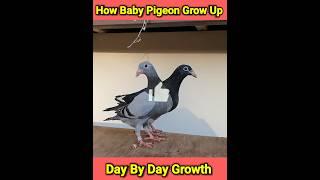 How Baby Pigeon Grow Up कबूतर के बच्चे के शुरूआती 30 दिन #shorts #ytshorts #BirdsArea