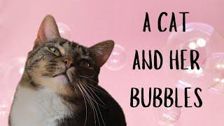 A cat and her bubbles