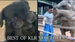 Best Animal Voiceovers (2023)