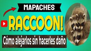  MAPACHES RACCOON!  Cómo alejarlos sin hacerles daño