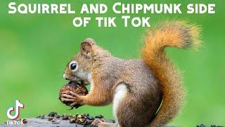 Squirrel AND Chimpmunk Side of Tik Tok