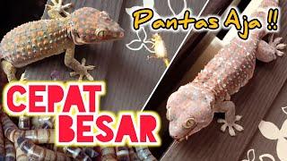 MAKANAN TERBAIK untuk  TOKEK RUMAH supaya Cepat Besar dan Panjang | Tokay Gecko Big Size