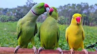 Amazing talking parrot video