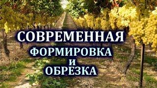 СОВРЕМЕННАЯ ФОРМИРОВКА и ОБРЕЗКА ВИНОГРАДА