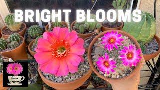 Bright Flowering Cacti, Echinopsis and Mammillaria