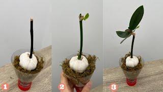 Mit nur einer Knoblauchzehe entwickelt die Orchidee junge Knospen und blüht so ununterbrochen.