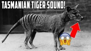 Tasmanian Tiger Sound Recorded For The First Time Ever!