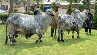 Cholistani Bulls of Alhaiwan Sire ll Chlistani Cow Breed