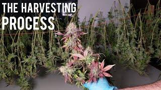 HARVESTING, DRYING, CURING CANNABIS MARIJUANA