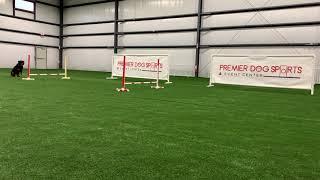 Agility Rottweiler at Premier Dog Sports