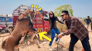 BAKRA FIGHT WALA  BHOPAL BAKRA MANDI VLOG | AL AAMIR KHAN