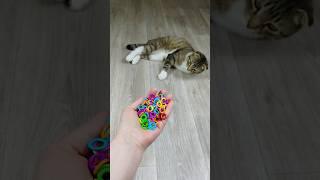 Cat ⭕ Marbles Reverse Video #funnyreversecat #cat #funny #funnyvideo #catlover #asmr