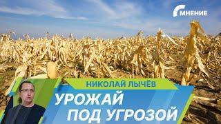 Южные регионы России плавятся от рекордной жары. На сколько сильно она ударит по урожаю и ценам?