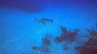 Great Barracuda Hunting Technique!! Using Sea turtle as cloaking?!