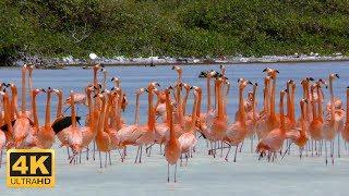 Tauchparadies Bonaire (4K DOKU 2016)